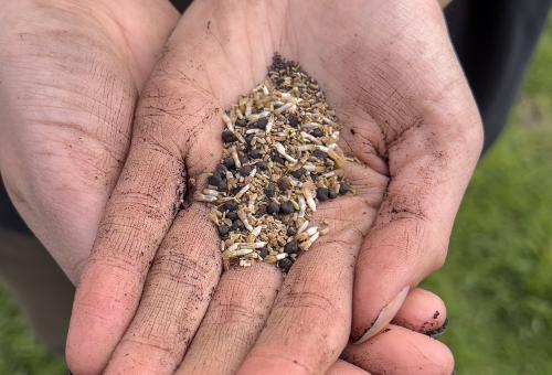 Hands holding seeds